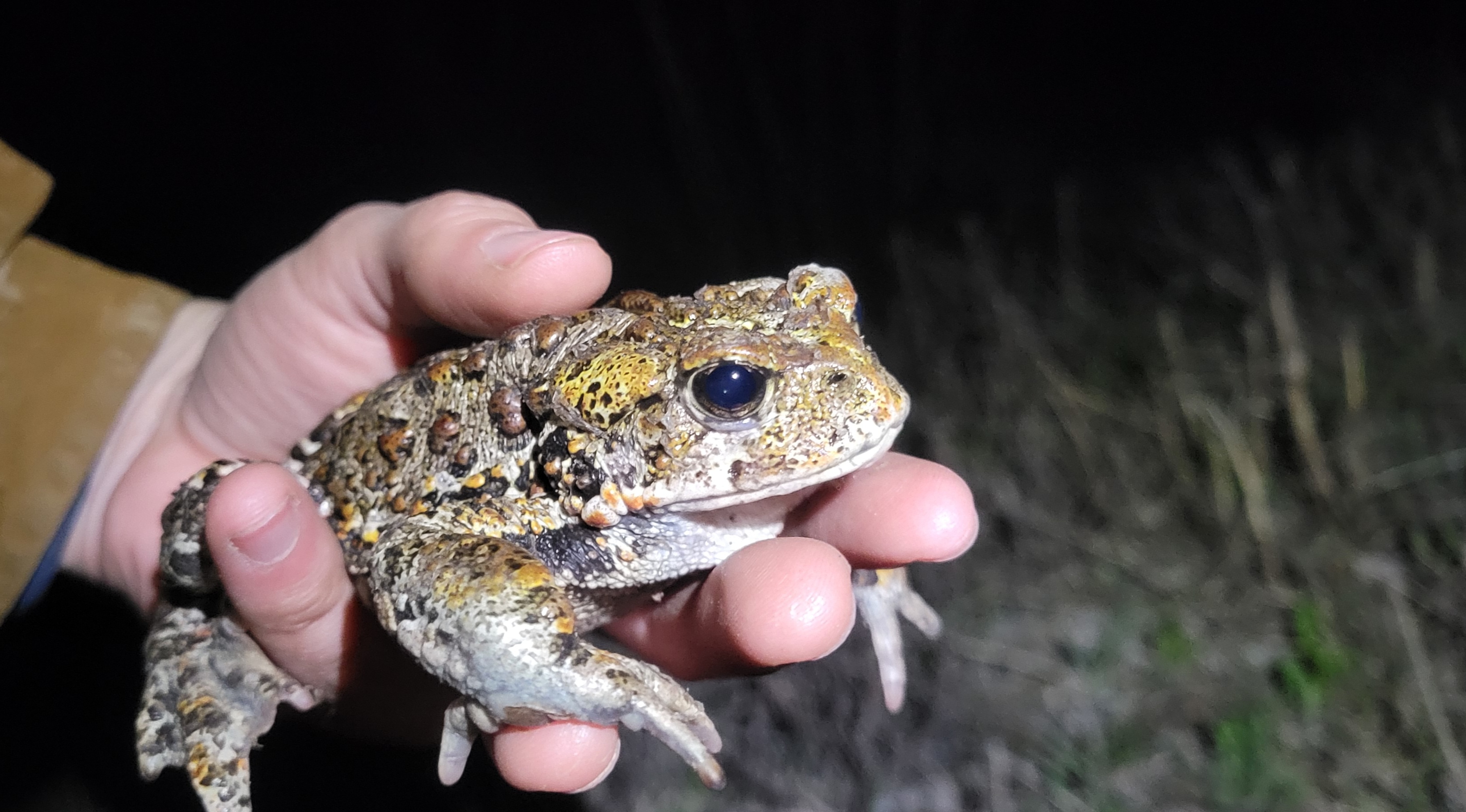 Western Toads Strawberry Full Moons Vision Quest Global Gardening Ecosystems Highest Intelligence